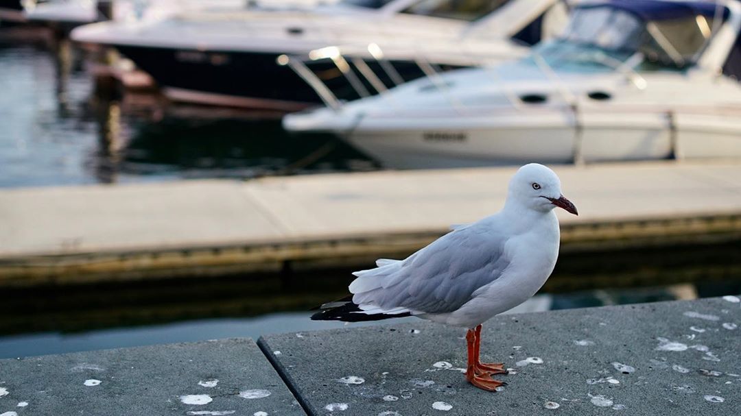at Melbourne, Victoria, Australia
