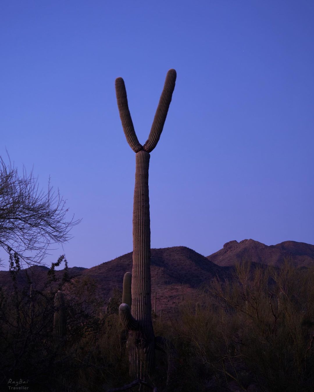 Cactus