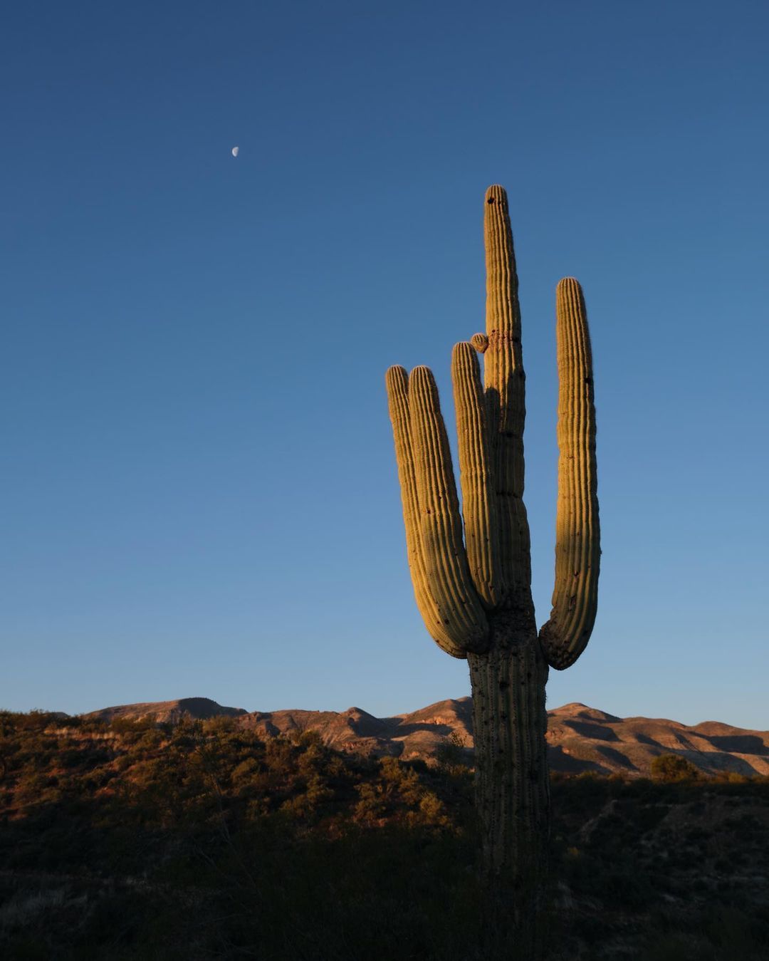 Cactus 🌵
