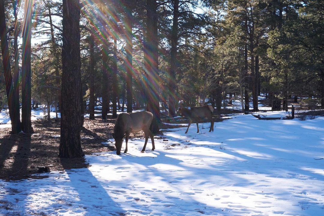 Elk