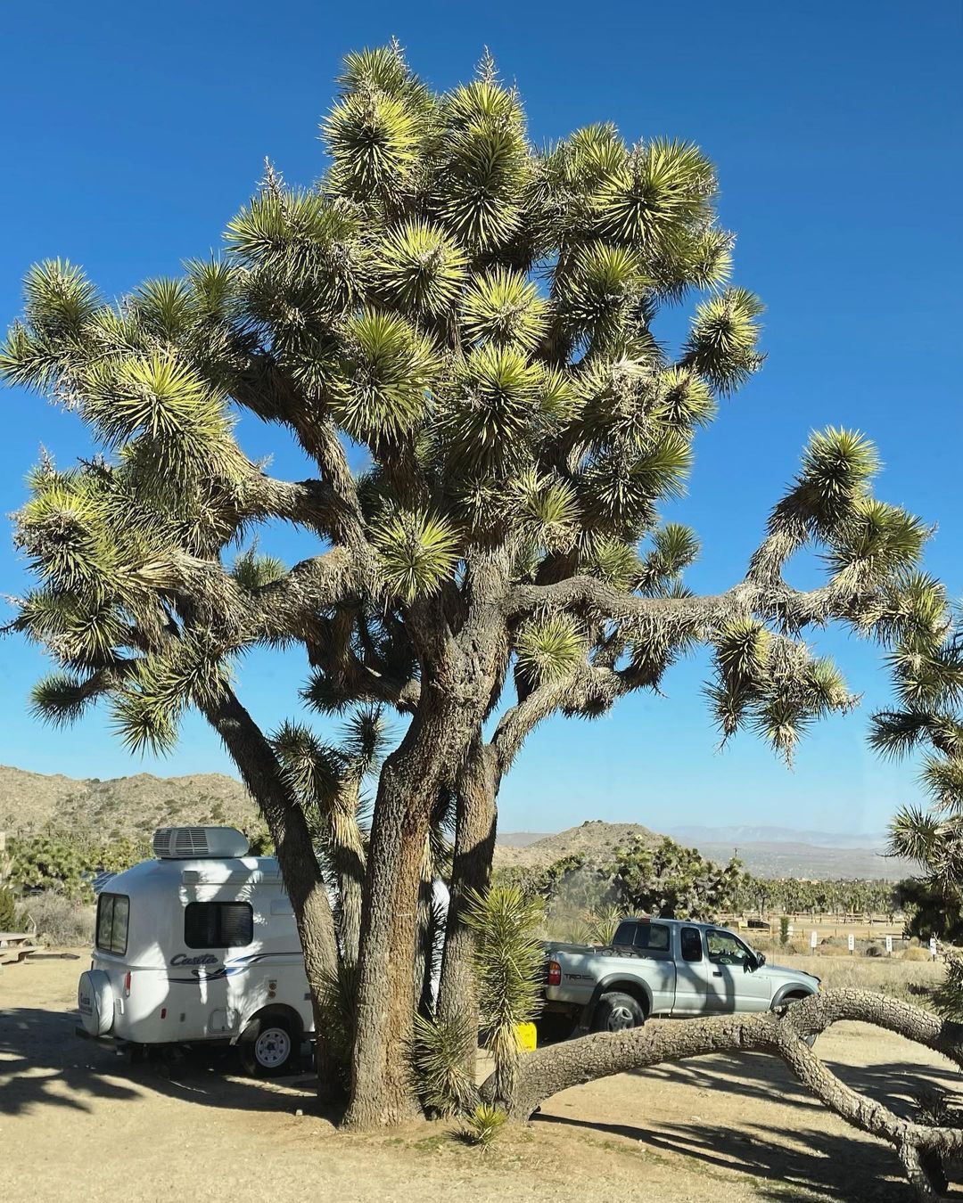 Joshua Tree National Park