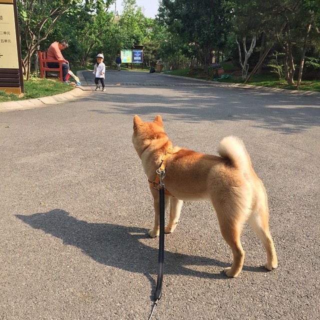 let's play together. #柴犬