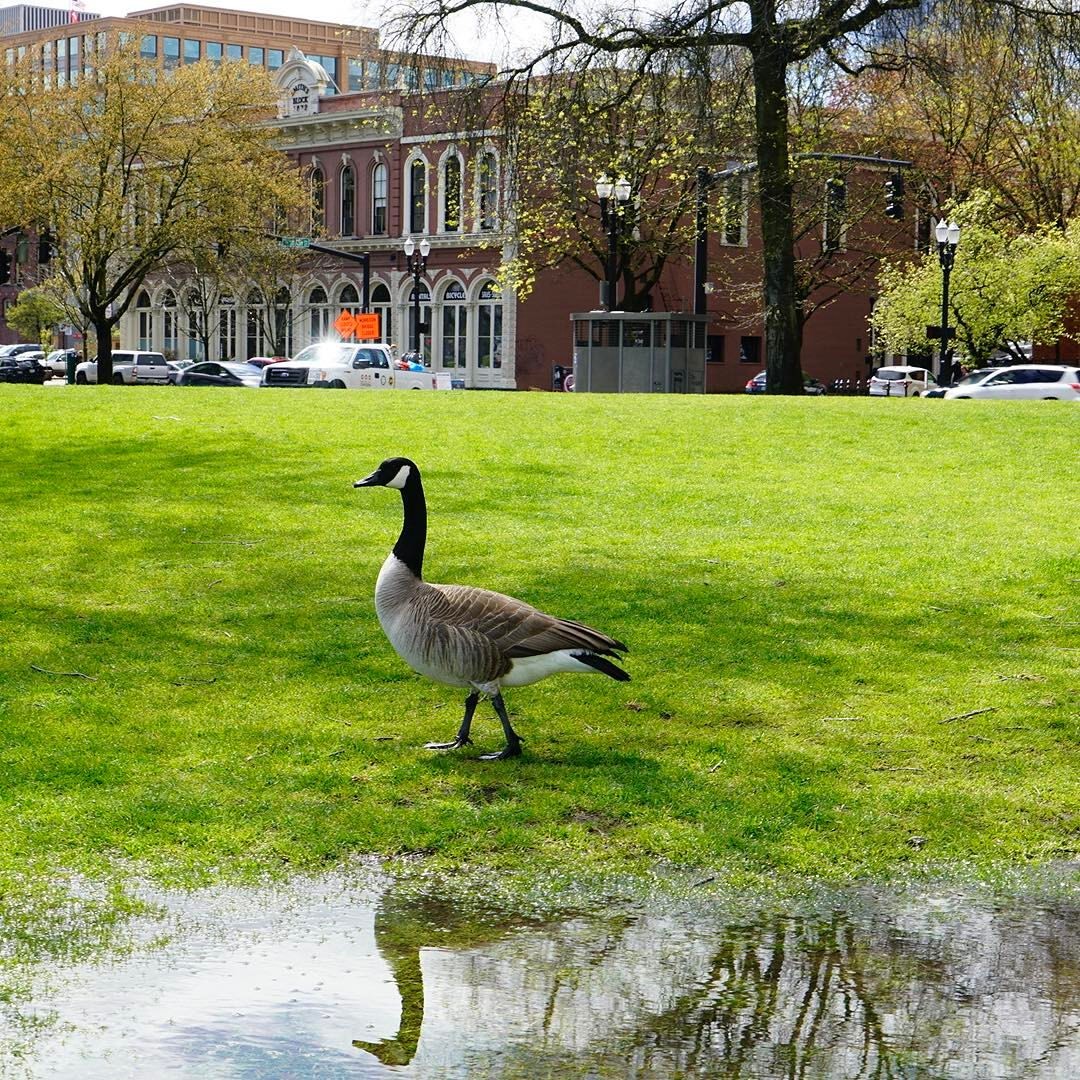 Portland