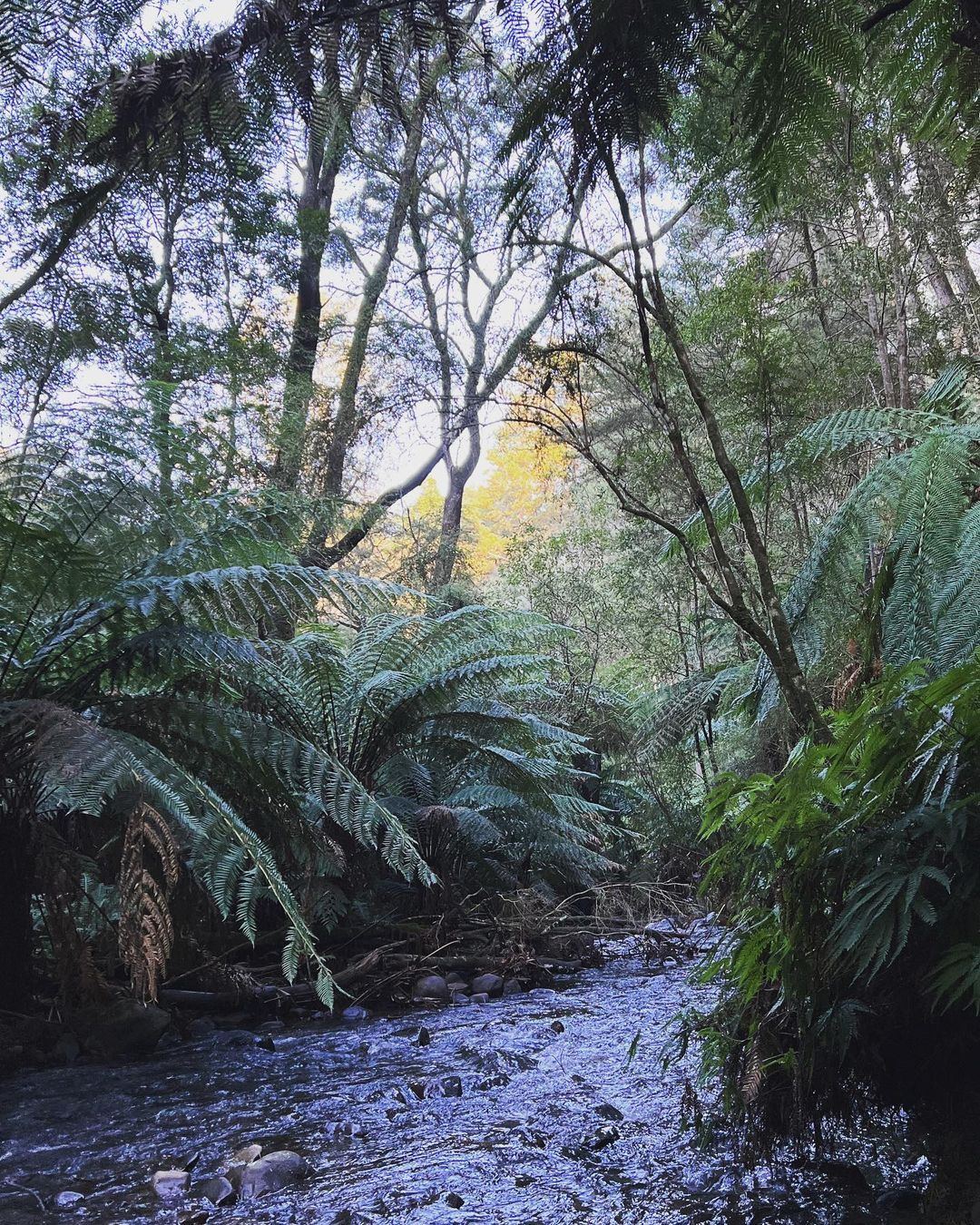 Rain Forest @cement creek redwood forest