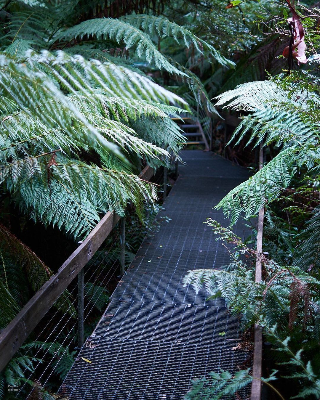 Rain Forest
