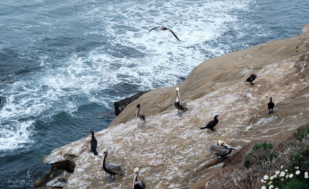 Sea birds