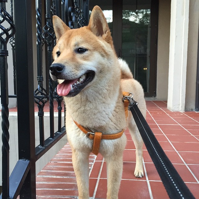 #柴犬