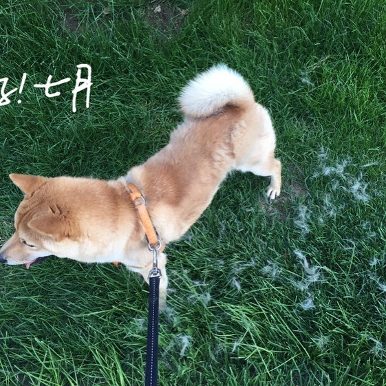 一地狗毛 #柴犬