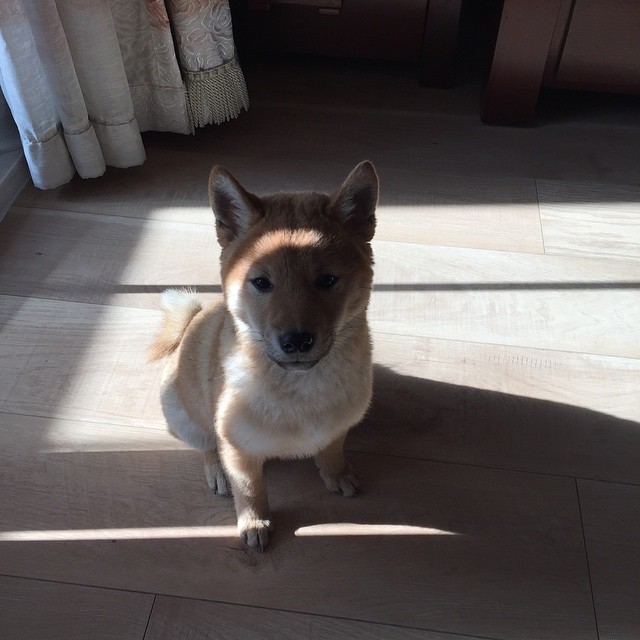 乖