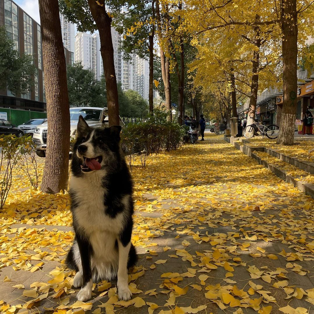 南方的冬季看到了北方的秋色 #银杏