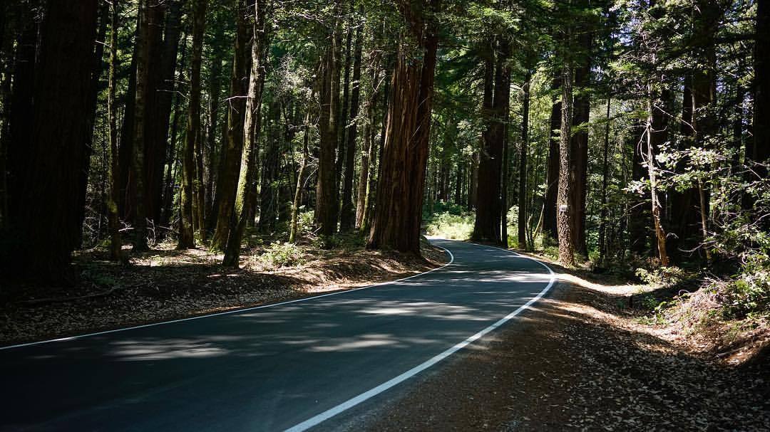 在 Big Basin Redwoods State Park