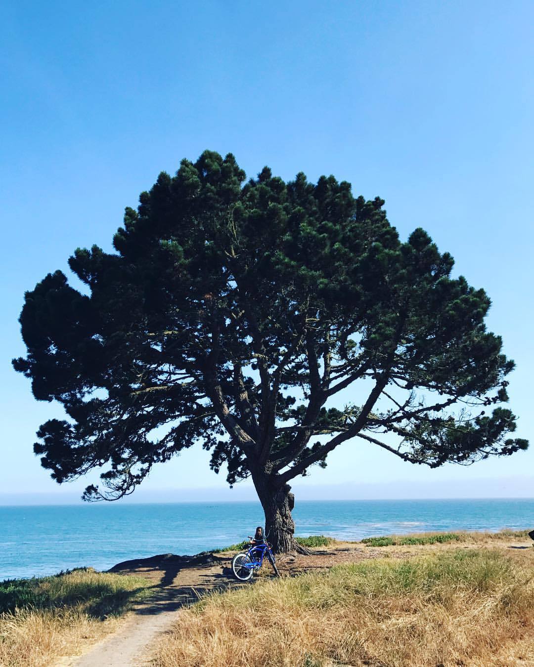 在 Natural Bridges State Beach
