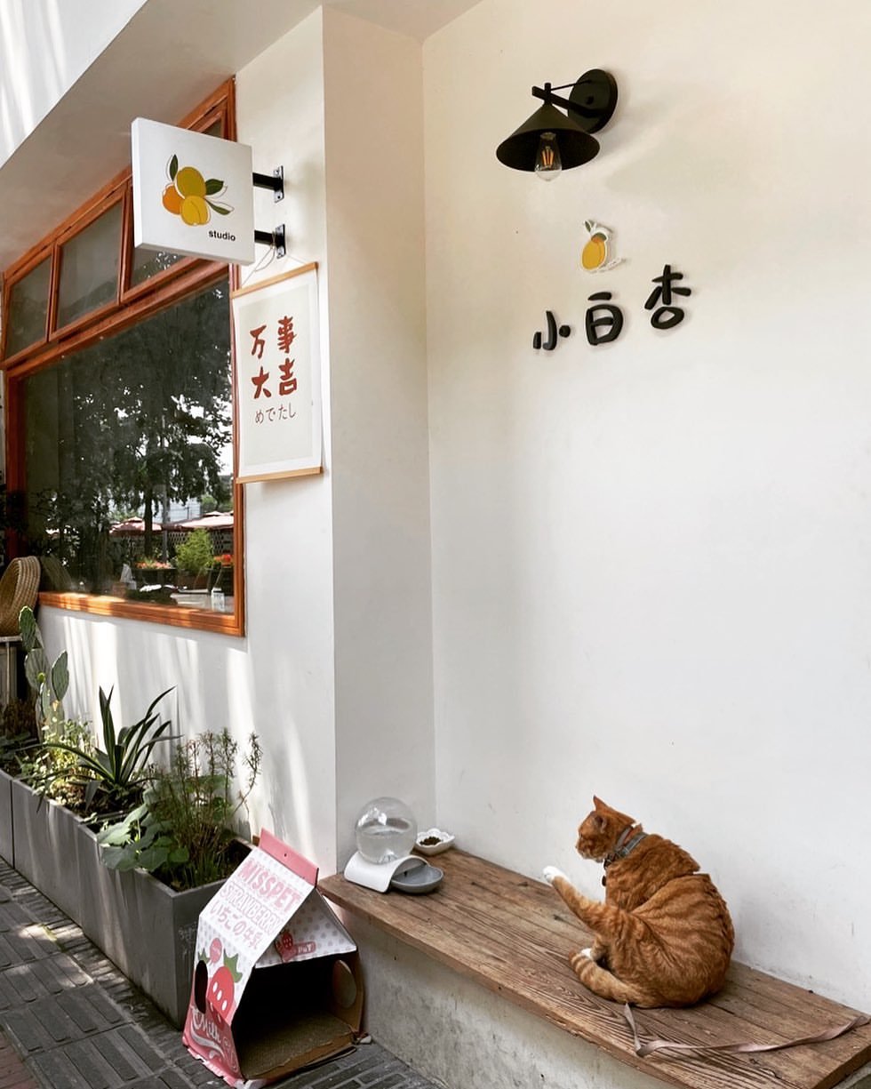 小白杏