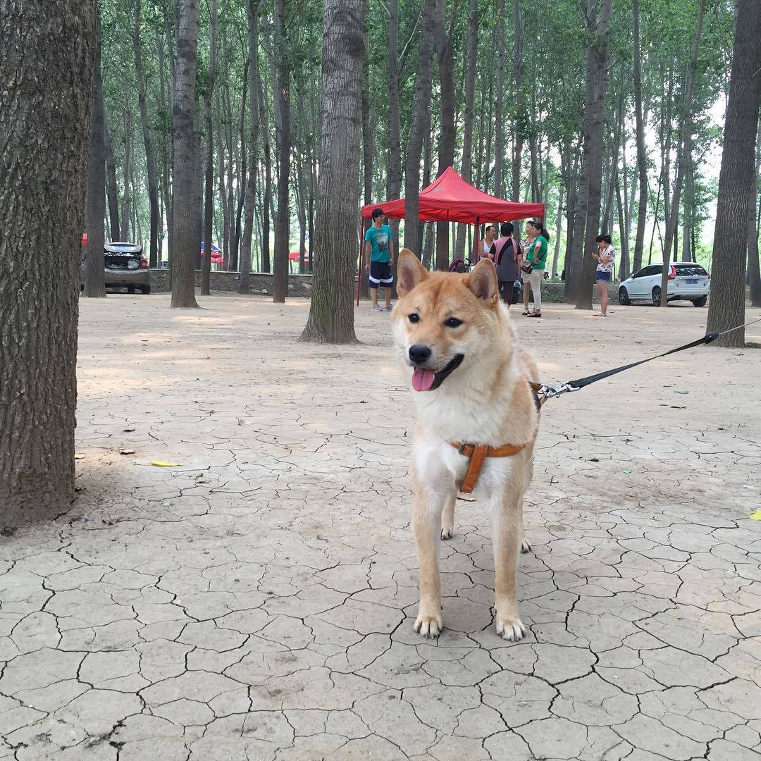 找个林子来烤肉