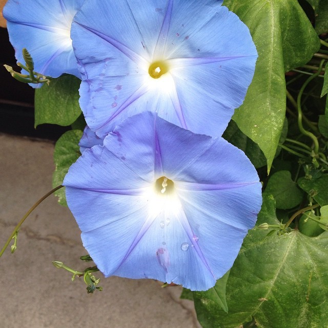 蓝色牵牛花