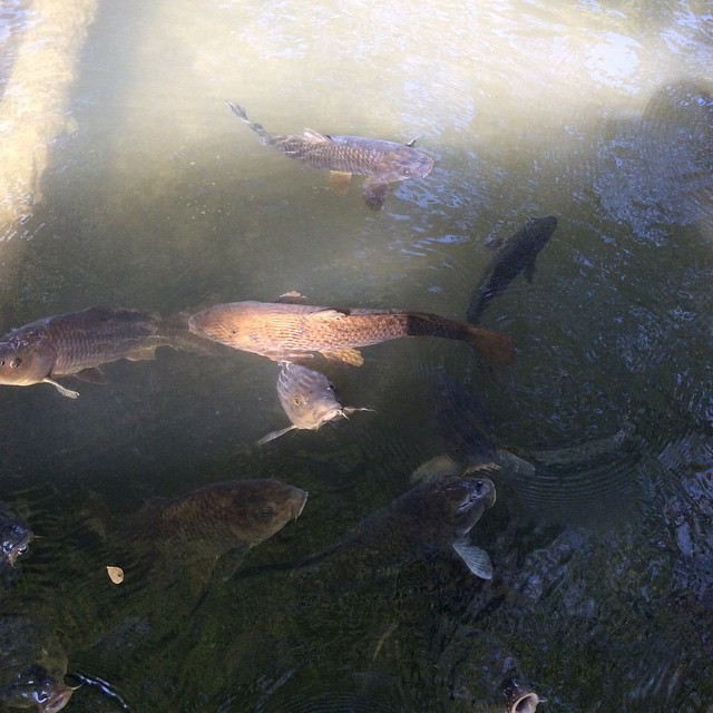 飢餓的鯉魚，我只是知道日本人愛吃鯊魚和鯨魚肉，這次又得知日本人不吃河魚和羊肉。